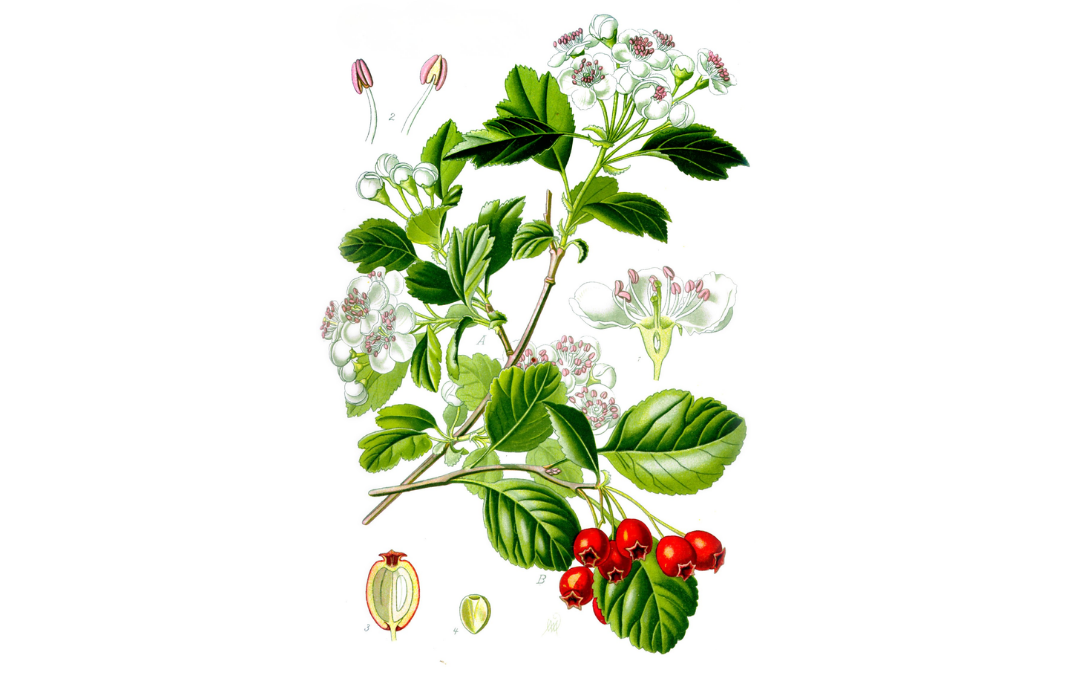 Illustration botanique de Aubépine