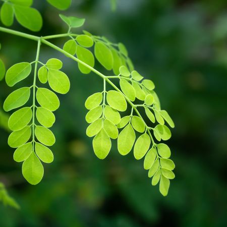 Moringa