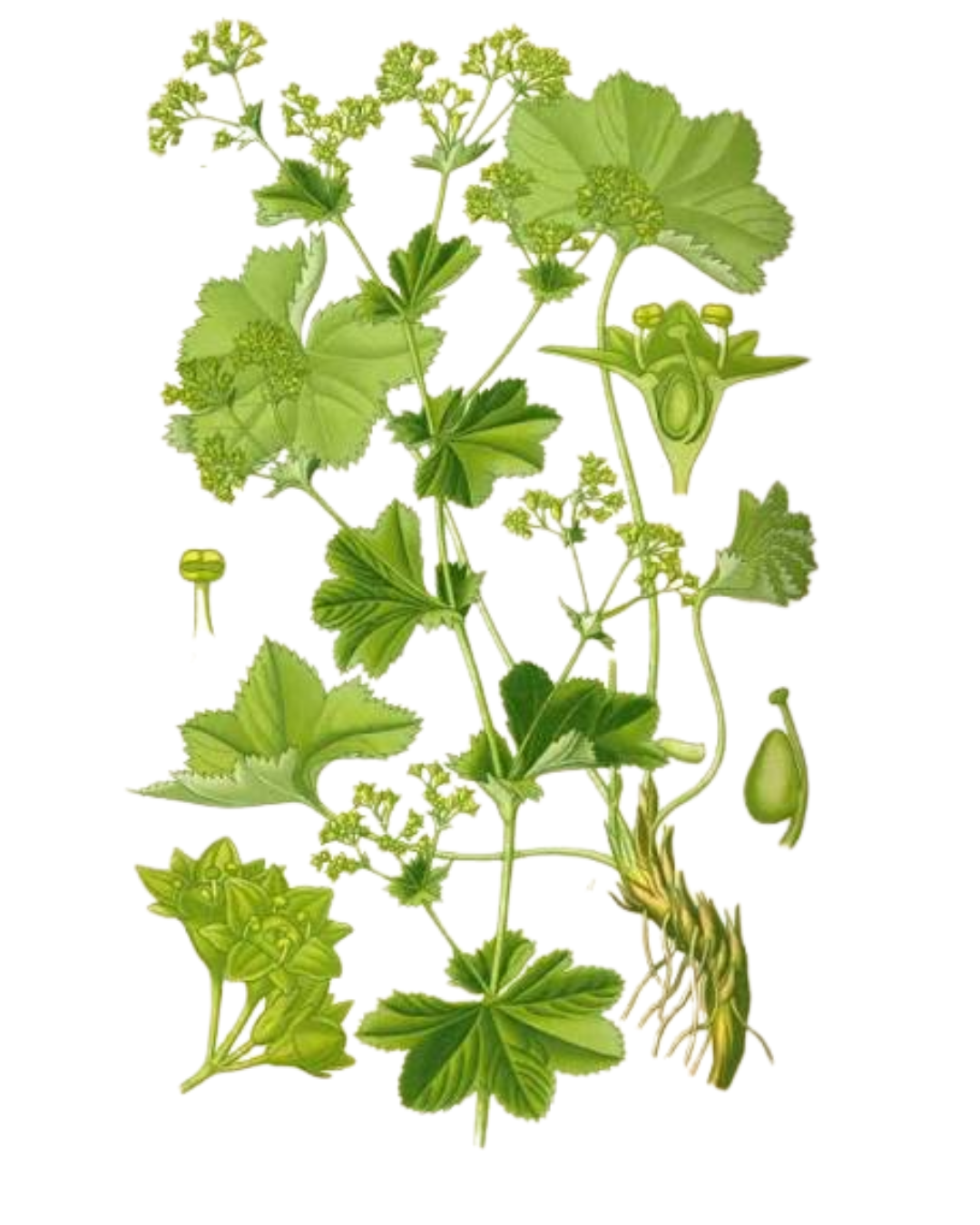 Illustration botanique de Alchémille
