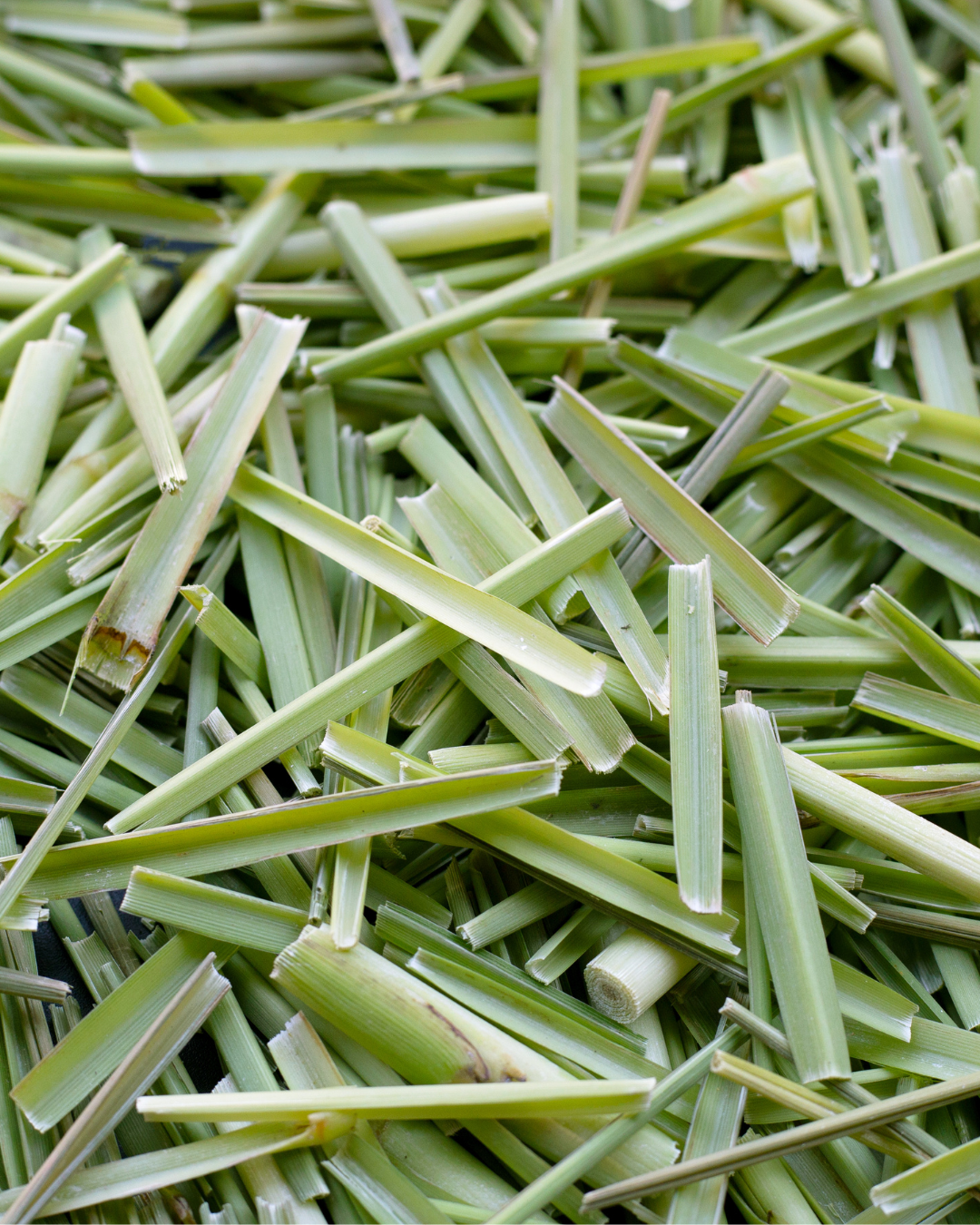 Citronnelle, lemongrass