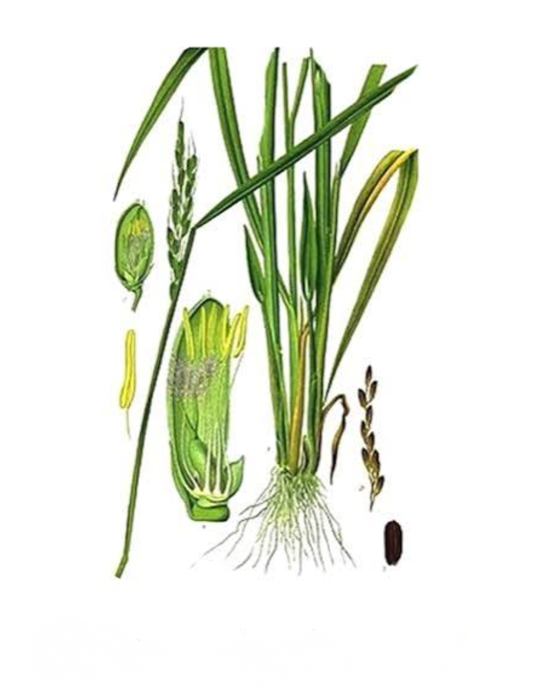 Illustration botanique de Citronnelle, lemongrass
