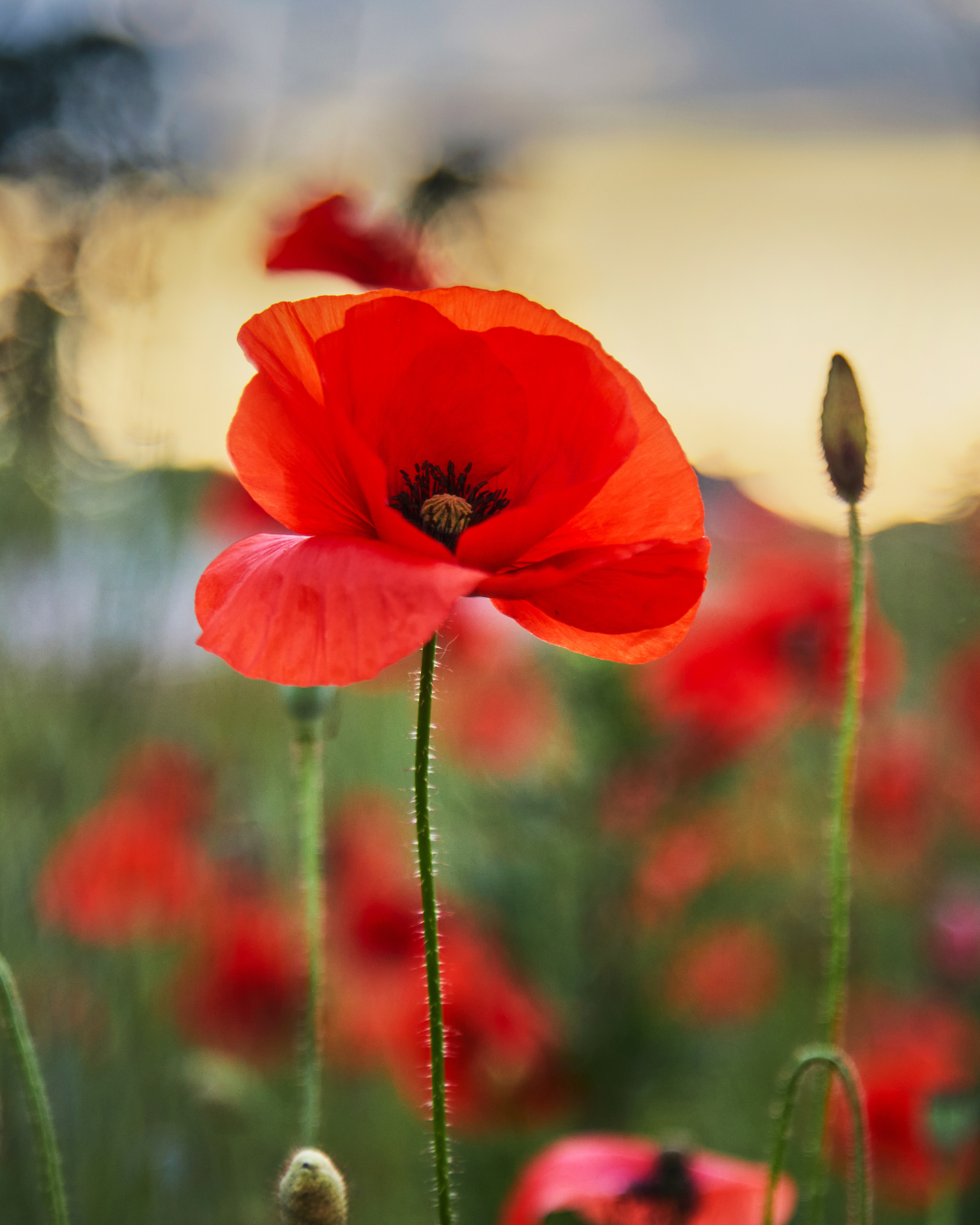 Coquelicot