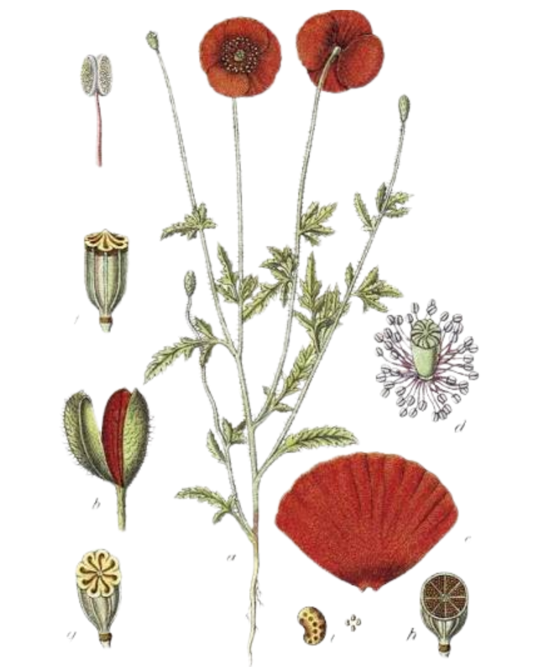 Illustration botanique de Coquelicot