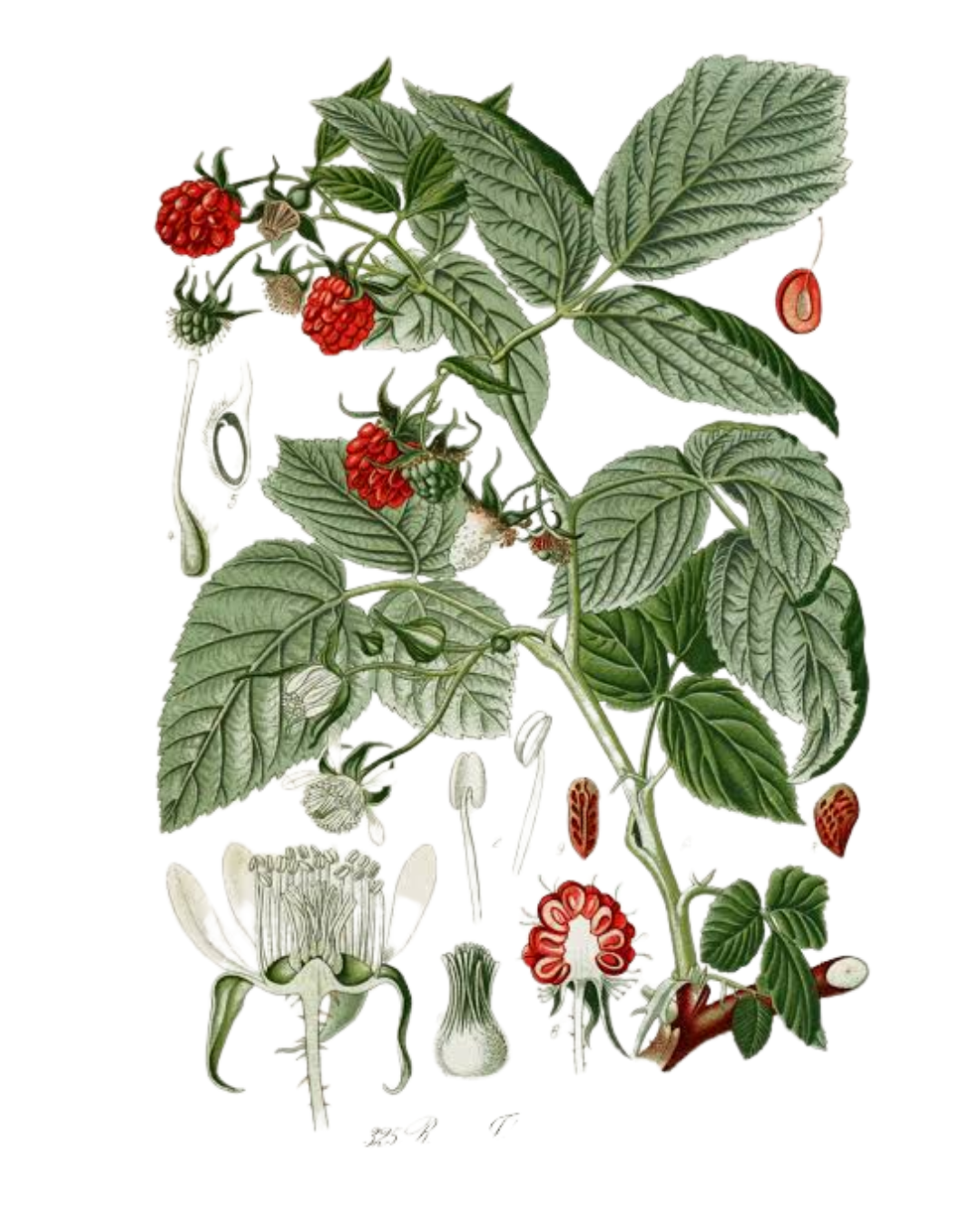 Illustration botanique de  Framboisier