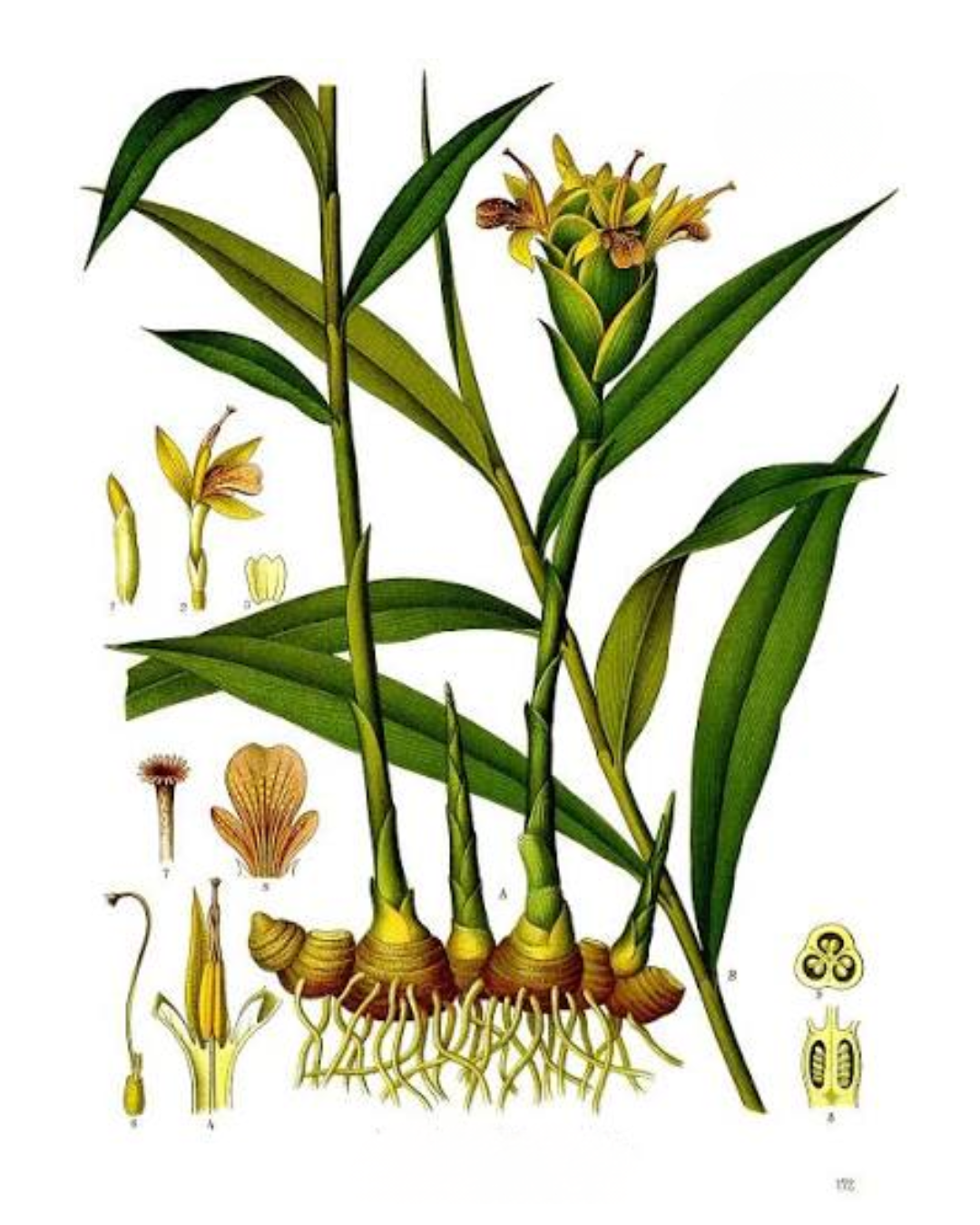 Illustration botanique de Gingembre