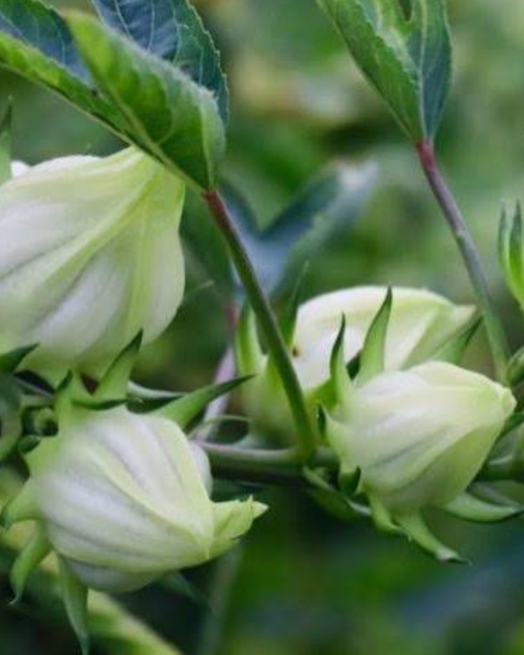 Hibiscus blanc