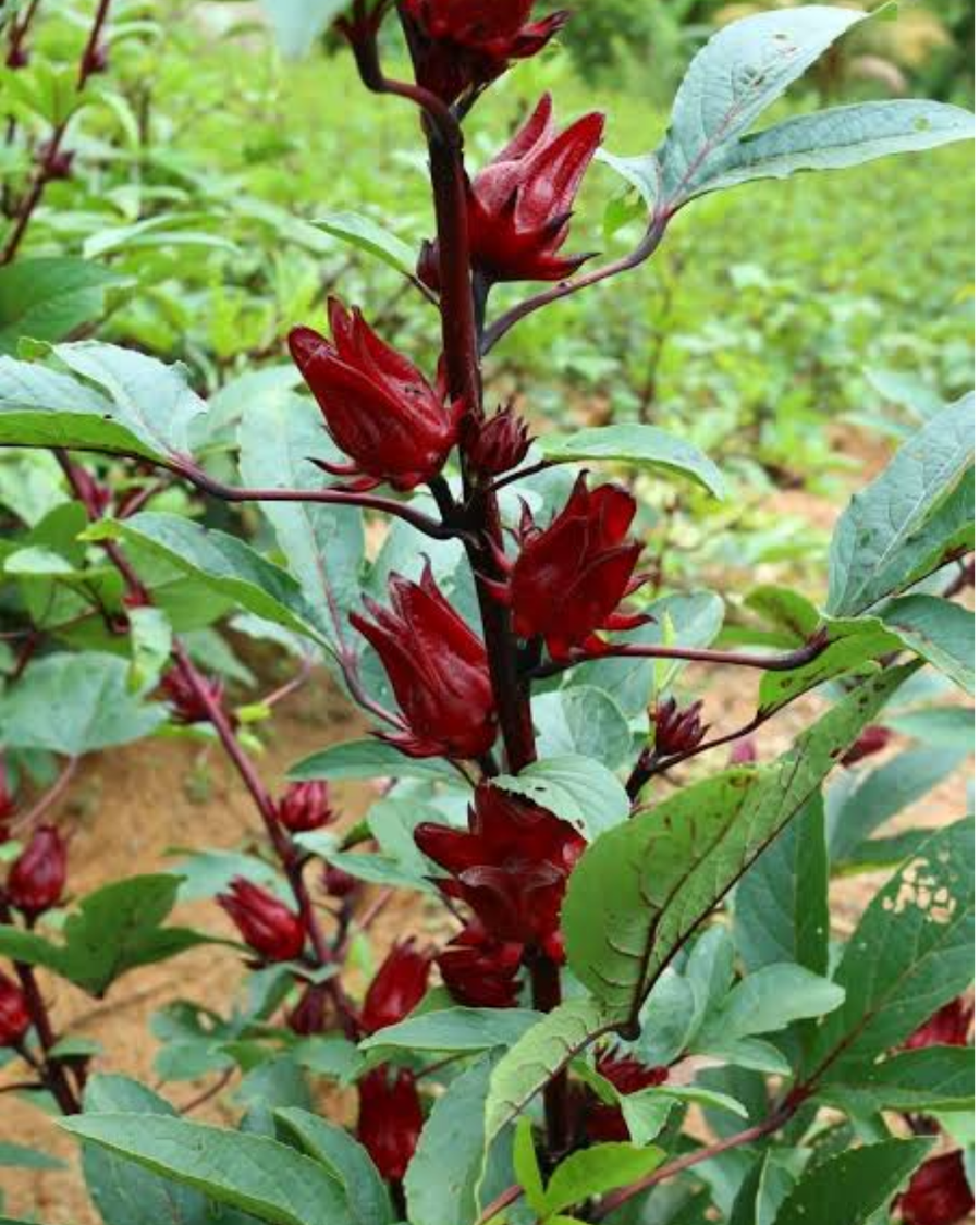 Hibiscus