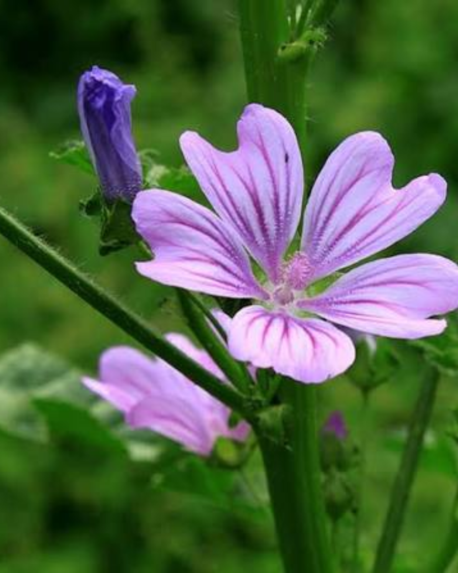 Mauve