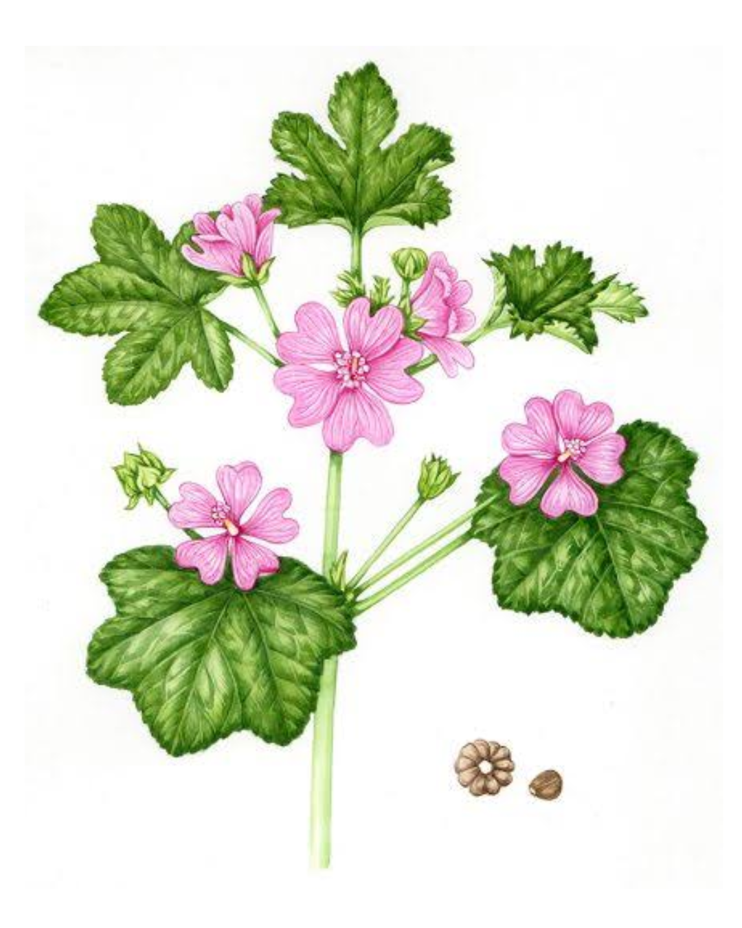 Illustration botanique de Mauve