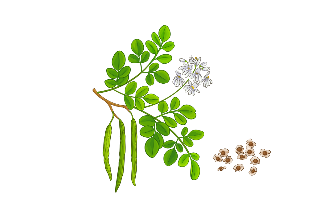 Illustration botanique de Moringa