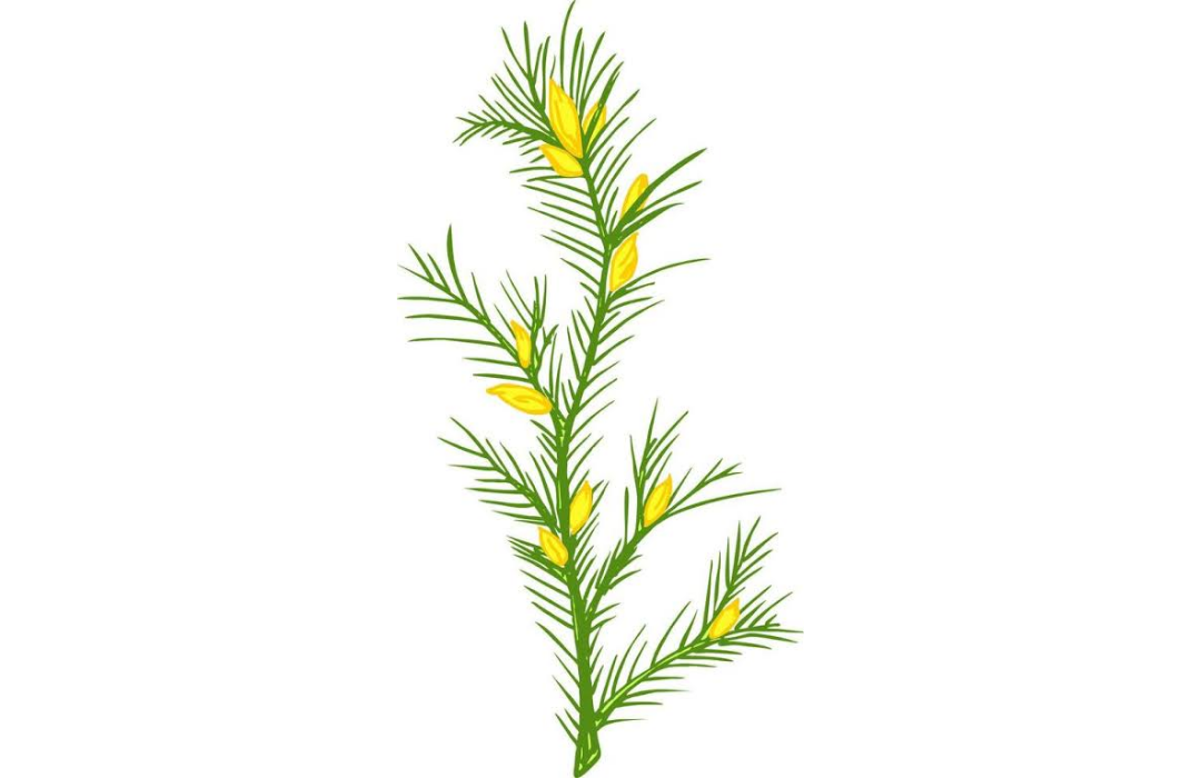 Illustration botanique de Rooibos