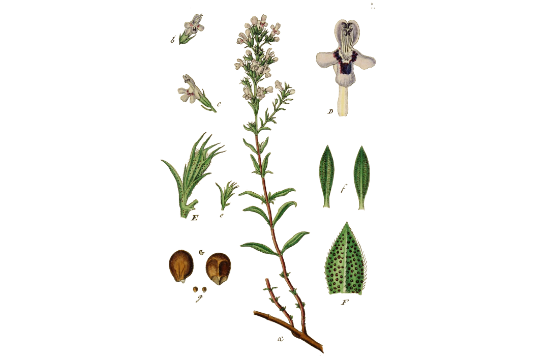Illustration botanique de Sarriette des montagnes