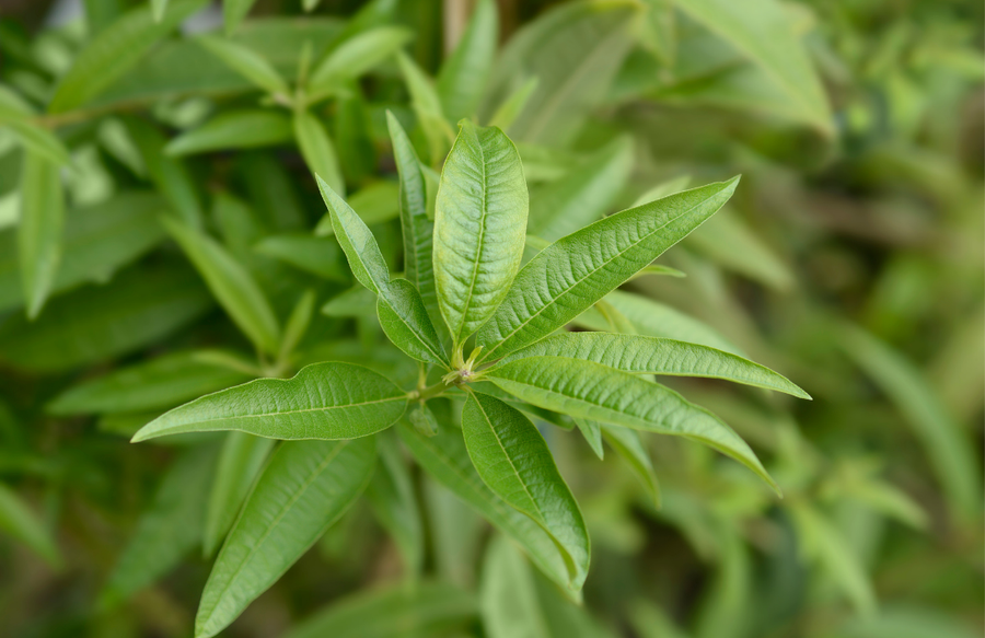 Verveine citronnée