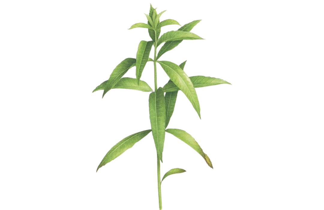 Illustration botanique de Verveine citronnée