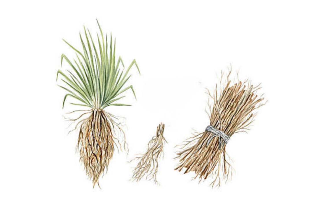 Illustration botanique de Vétiver